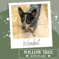 Photo of Wombat