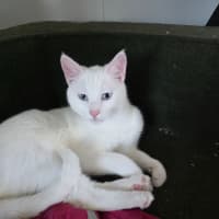 Photo of Pippi