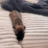 Photo of Luna   9 Week Old Ridgeback X