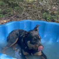 Photo of Moose (Ex Floyd)