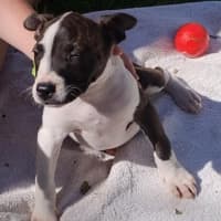 Photo of Lexie 🎯Adorable Staffy Puppy