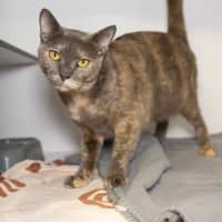 Photo of Coco