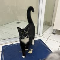 Photo of Johnny Utah   Available At Pet Quarters Rutherford