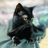 Photo of Bucky   Located In Preston