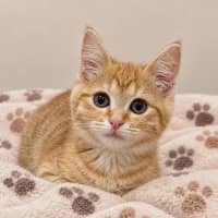 Photo of Coffie