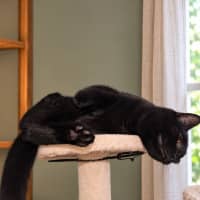 Photo of Toothless