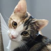 Photo of Tashi