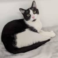 Photo of Otis