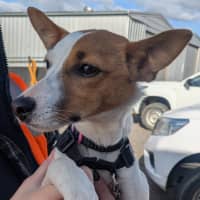 Photo of Nellie