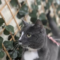 Photo of 💟 Smudge 6353 💟