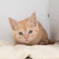 Photo of Taco