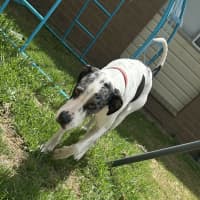 Photo of Rosco