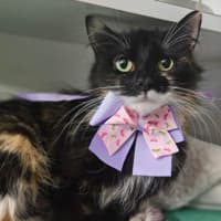 Photo of Princess 