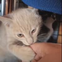 Photo of Apollo   Reduced Adoption Fee   $200