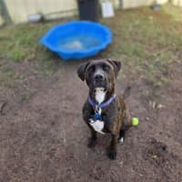 Photo of Lady Whistledown