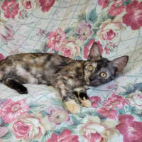 Photo of Rainbow Cabbage 🌈