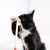 Photo of Pebbles