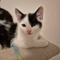 Photo of Lenny Meet Me At Petstock Carrum Downs 