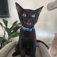 Photo of Shadow 
