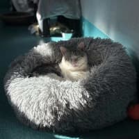 Photo of Dudley