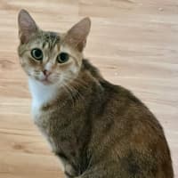 Photo of Tia Torrens
