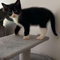 Photo of Ruby