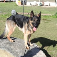 Photo of Bessy