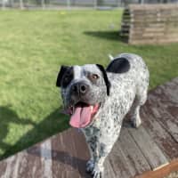 Photo of Muffin