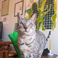Photo of Maebe   In Foster Care In Thornbury