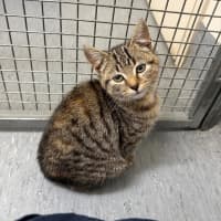 Photo of Chimichurri