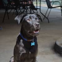 Photo of Obi