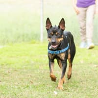 Photo of Clover