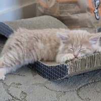 Photo of Gingie Bread