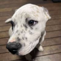 Photo of Patch
