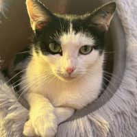 Photo of Oreo
