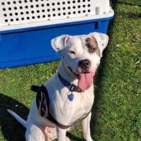 Photo of Pirate