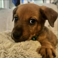 Photo of Herbie (P20)