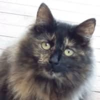 Photo of Tina **2nd Chance Cat Rescue**