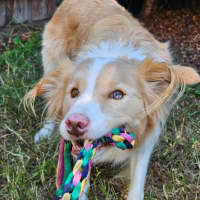 Photo of Lucky