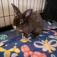 Photo of Cinnabun & Hopscotch