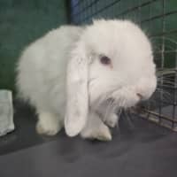 Photo of Bechamel