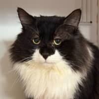 Photo of Bobo 