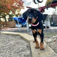 Photo of Calamity Coyote