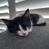 Photo of Xena And Smudge