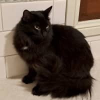 Photo of Bella