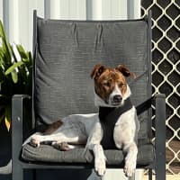 Photo of Milo   16 Month Old Jack Russell X Kelpie