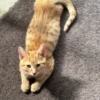 Photo of Dexter