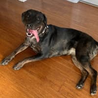 Photo of Charlotte 🌺 13 Month Old, Koolie X Labrador 