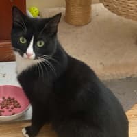 Photo of Maggie *9 Lives Project Rescue*