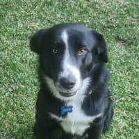 Photo of Ollie